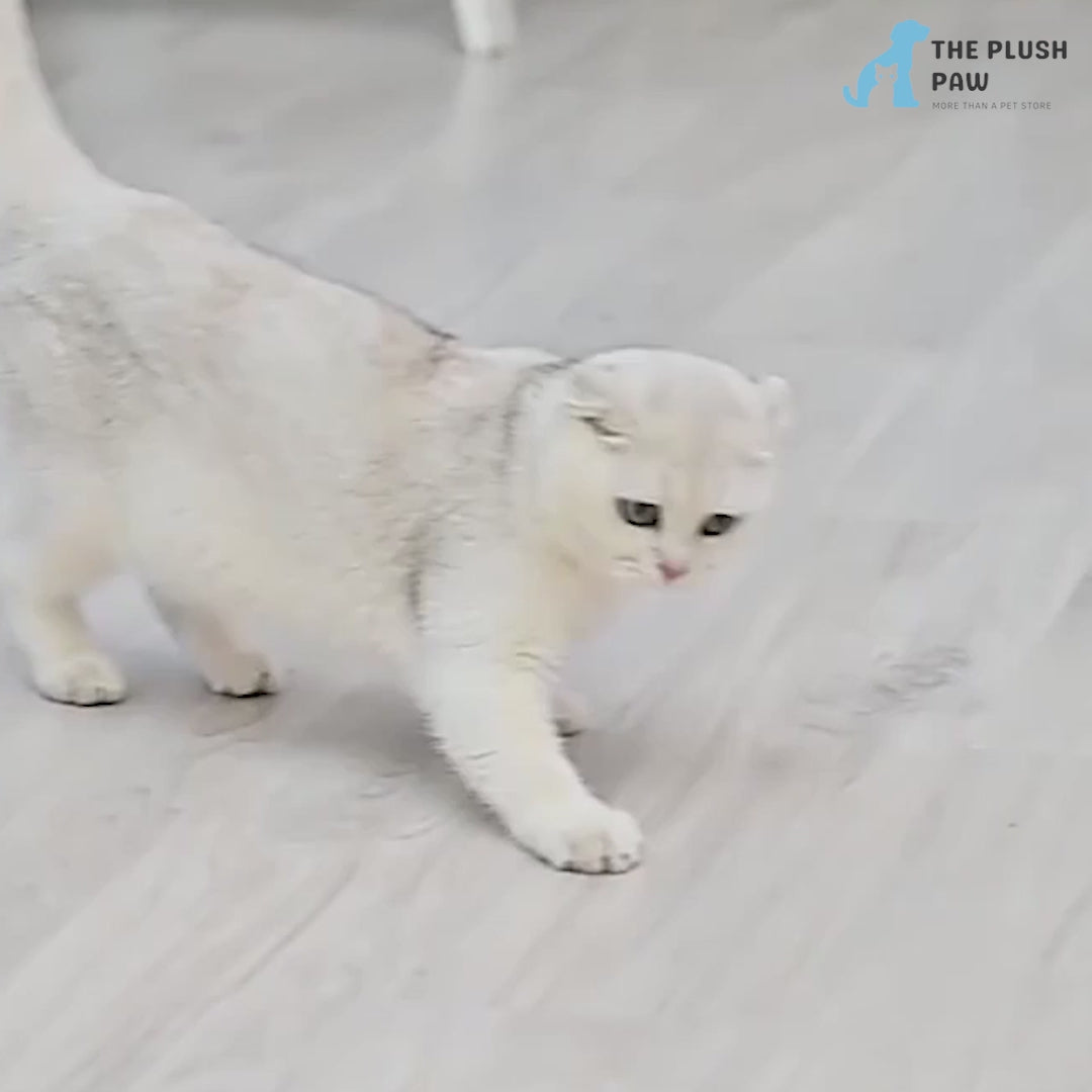 Interactive Automatic LED Laser Cat Toy - Handheld & Smart Teasing Pet Accessories for Indoor Cats and Dogs